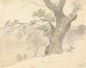 Eine Eiche im Englefield Park von Robert Hills