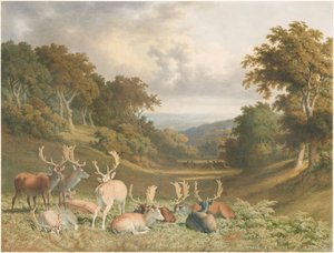 Hirsche im Knole Park, Kent von Robert Hills