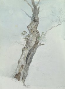Baumstudie, ca. 1800-05