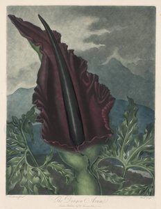 Der Drachenarum, Schwarze Calla oder Salomonslilie