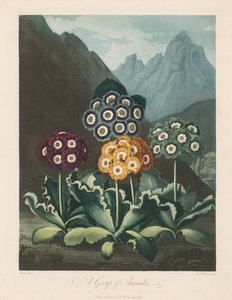 Der Tempel der Flora, oder Garten der Natur: Eine Gruppe von Aurikeln von Robert John Thornton