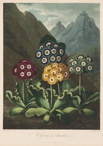 Der Tempel der Flora oder Garten der Natur: Eine Gruppe von Aurikeln, 1803 von Robert John Thornton