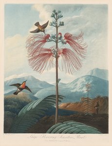 Der Tempel der Flora oder Garten der Natur: Große blühende empfindliche Pflanze von Robert John Thornton
