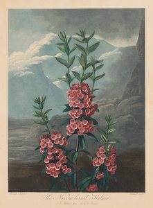 Der Tempel der Flora oder Garten der Natur: Die schmalblättrige Kalmie, Berglorbeer, 1804