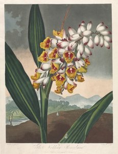 Der Tempel der Flora oder Garten der Natur: Die nickende Renealmia, 1801