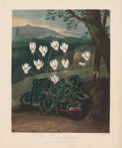 Der Tempel der Flora oder Garten der Natur: Das persische Alpenveilchen, 1799-1807