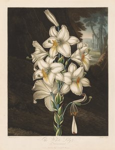 Der Tempel der Flora oder Garten der Natur: Die Weiße Lilie mit Buntblättrigen Blättern