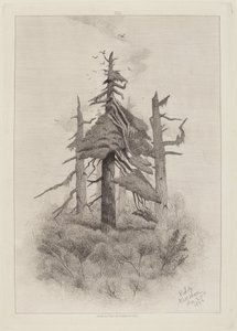 Alte Bäume auf Naushon Island [Tafel 2]
