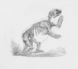 Skelett des Mylodon Darwinii, um 1885, 1890 von Robert Taylor Pritchett