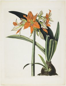 Amaryllis fulgida (Gestreifte Amaryllis), 1831-34 von Robert the Younger Havell