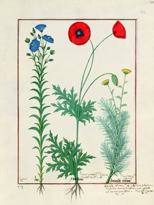 Linum, Gartenmohn und Abrotanum, Illustration aus dem Buch der einfachen Heilmittel von Mattheaus Platearius