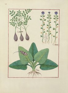 Ms Fr. Fv VI #1 fol. Illustration aus Das Buch der einfachen Heilmittel von Mattheaus Platearius (gest. ca. 1161) ca. 1470