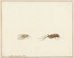 Zwei Insekten von Rochus van Veen
