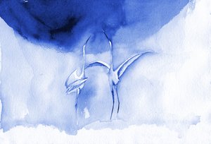 Elegante blaue Kraniche