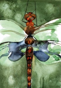 Lebhafte Aquarell-Libelle