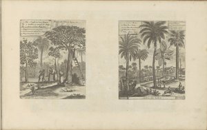 Landschaften mit Mangobäumen, Kokos- und Palmenbäumen