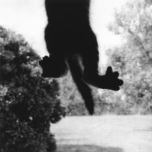 Kletternde Katze von Ron Evans