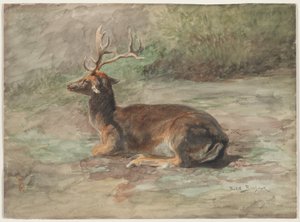 Liegender Hirsch, zweite Hälfte des 19. Jahrhunderts (Aquarell und Gouache über Graphit)