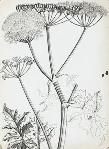 Wiesenkerbel von Rosalie Brill