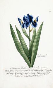 Iris Germanica, 1797-1803 von Russian School