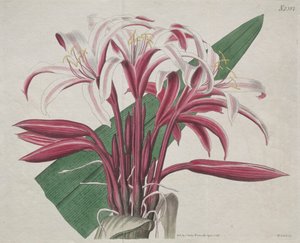 The Botanical Magazine or Flower Garden Displayed: Stattliches Crinum von S. Curtis