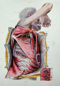 Dissektion der rechten lateralen Seite des Thorax, aus einem Buch über Anatomie