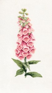 Zarte rosa Fingerhut