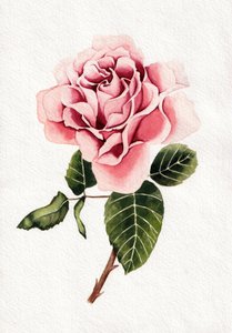Elegante Rosa Rosenblüte
