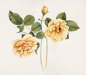 Weiche gelbe Rosen