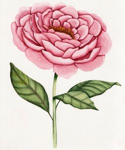 Aquarell Rosa Pfingstrose