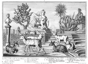 Damwild von Salomon Kleiner