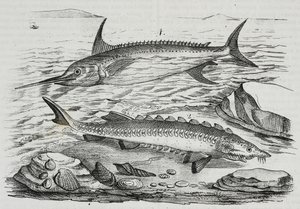 1 Schwertfisch (Xiphias gladius), 2 Stör (Acipenser sturio), Lithographie von Salvatore Puglia aus Poliorama Pittoresco, Nr. 10, 16. Oktober von Salvatore Puglia