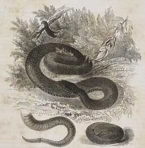 Schwarze Variante der gewöhnlichen Viper, Schwanz und kleine Viper um sich selbst gewickelt wie im Mutterleib von Salvatore Puglia