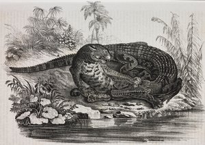 Kaiman und Jaguar, Lithographie von Salvatore Puglia aus Poliorama Pittoresco, Nr. 16, 25. November