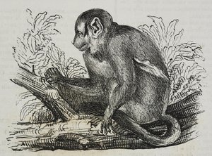 Nachtaffe Douroucoulis (Aotus trivirgatus), Lithographie von Salvatore Puglia