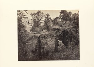 Darjeeling; Gruppe von Baumfarnen in Lebong