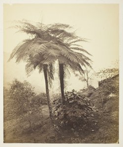 Der Baumfarn, Preisfoto