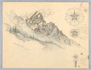 Antelao, von Cortina, mit Blumenstudien