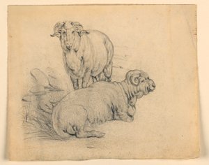 Studie von zwei Widdern von Samuel Colman