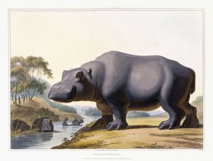 Das Nilpferd, 1804