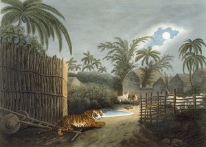 Ein Tiger schleicht durch ein Dorf (Rinder in Panik), aus 