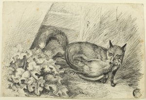 Fuchs stiehlt einen Hahn