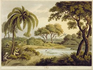 Pfauenschießen, aus Oriental Field Sports, veröffentlicht von Edward Orme, 1807