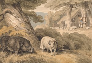 Ein Wildschwein und ein Widder