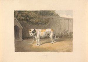 Ein Bulldogge