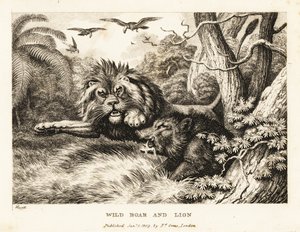 Ein Löwe und ein Wildschwein kämpfen, während Geier darüber kreisen. 1811 von Samuel Howitt