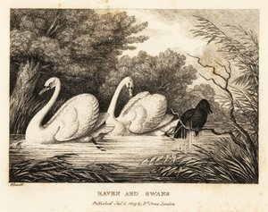 Ein Rabe versucht sich zu waschen, um den weißen Schwänen ähnlicher zu sein. 1811 (Radierung)