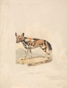 Abessinischer Hund von Samuel Howitt