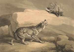 Fuchs und der Igel (Stachelschwein)