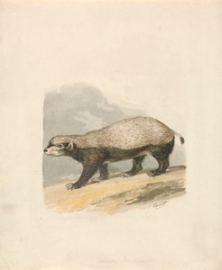 Honigdachs von Samuel Howitt
